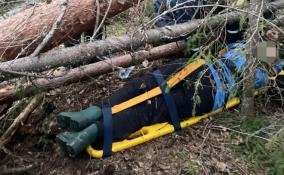 Спасатели Ленобласти эвакуировали из леса травмированную женщину