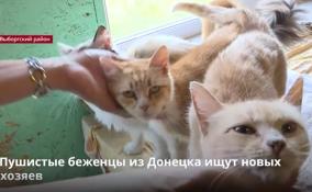 В Выборгском районе приютили 86 котов и 5 собак из Донбасса