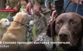В Сосново на базе охотничьего хозяйства
проходит выставка собак