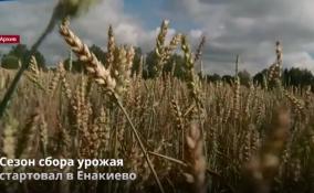 В Енакиево начали собирать урожай