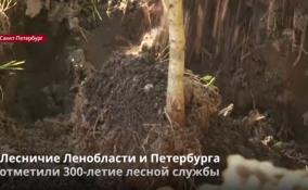 Лесничие Ленобласти и Петербурга отметили 300-летие лесной
службы