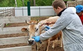 За три месяца ветеринары Ленобласти провели свыше 380 тысяч исследований животных на опасные заболевания