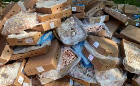 Свалку из 1,5 тонн куриных тушек обнаружили во Всеволожском районе