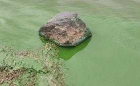 В Петербурге и Ленобласти из-за водорослей зазеленели реки
