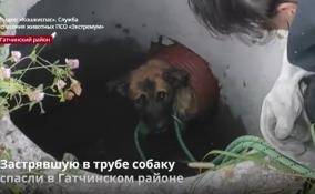 Застрявшую в трубе собаку
спасли в Гатчинском районе