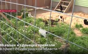 В приют Ленобласти привезли 86 кошек из Донецка