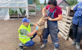 В Ленобласти осенью запустят пилотный проект по импортозамещению ветеринарных препаратов