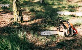 Житель Колпино зарезал своего знакомого, расчленил бензопилой и закопал в лесу Ленобласти