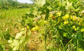Почти 180 тонн ягод собрали в хозяйствах Ленинградской области