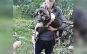 В Приозерском районе спасатели достали из-под завалов снесённого дома двух собак