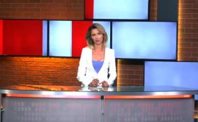 Водоёмы Петербурга и Ленобласти заполонили сине-зелёные
водоросли