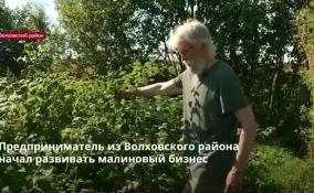 Предприниматель из Волховского района начал развивать
малиновый бизнес