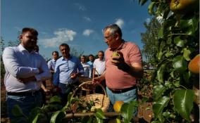 Александр Дрозденко помог собрать урожай яблок на ферме под Лугой