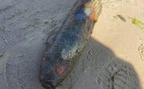 В Ломоносовском районе на берегу Финского залива обнаружили снаряд времен Великой Отечественной войны