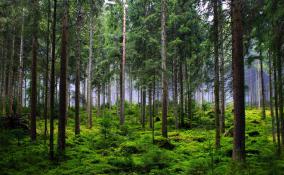 В Гатчинском районе незаконно вырубил лес на 672 тысячи рублей