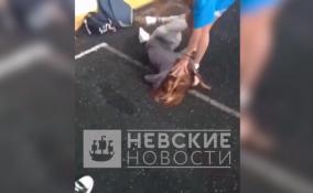 Жестокое избиение школьницы в одном из петербургских дворов попало на видео