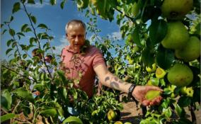 Александр Дрозденко обратился к садоводам и огородникам Ленобласти по случаю праздника урожая