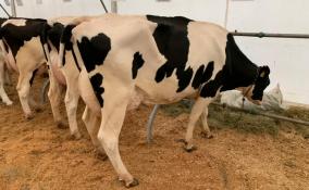 Конкурс красоты среди коров стартовал в Ленобласти