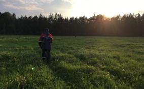 Из лесов Ленобласти за лето вывели 234 заблудившихся жителей