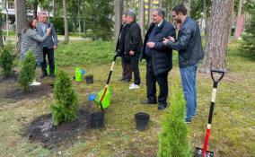 В Луге появился «Сад памяти» в честь погибших в ходе спецоперации на Украине военнослужащих