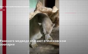Раненого медведя спасают в Московском зоопарке