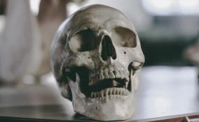 Человеческий скелет нашли в садоводстве Ленобласти