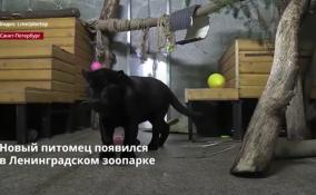 В Ленинградском зоопарке новый обитатель - самец чёрного ягуара по
имени Ричард