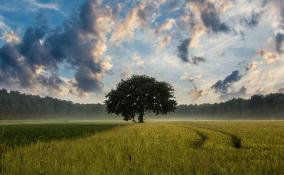 В Ленобласти стартовал экоконкурс на лучшее историческое дерево