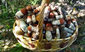 Из лесов Всеволожского района выходят с полными корзинами грибов