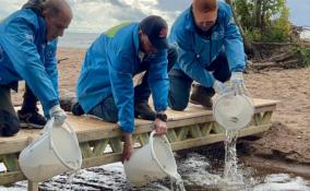 В ходе акции "Вода России" собрали 320 мешков мусора, выпустили в реку 1000 мальков балтийского сига и посадили голубые ели