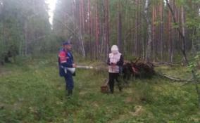 Спасатели Ленобласти вывели из леса в Гатчинском районе заблудившегося мужчину