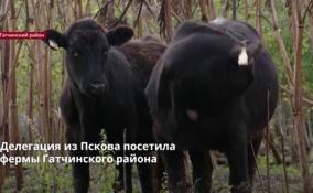 Делегация из Пскова посетила
фермы Гатчинского района