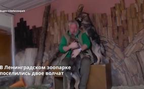 В Ленинградском зоопарке
поселились двое волчат