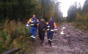 Спасатели Ленобласти вывели из леса у деревни Мустиничи заблудившегося пенсионера