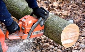 Владельца лесозаготовительной компании задержали за незаконную рубку деревьев в Ленобласти