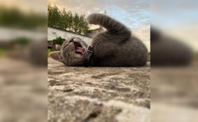 Котёнок Туман поступил на работу охранником в кронштадтский форт "Риф"