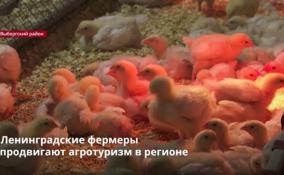 Ленинградские фермеры
продвигают агротуризм в регионе