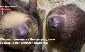 Юному ленивцу из Ленинградского
зоопарка исполнился год