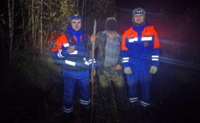 В лесу у деревни Новосиверская пенсионер до ночи блуждал в поисках дороги домой