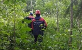 В лесу у Пупышево заблудились трое человек