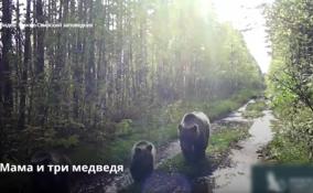 В Нижне-Свирском заповеднике продолжают следить за семьёй
медведей