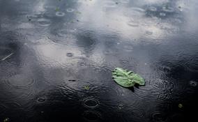 Облачно, дождь и туман: погода в Ленобласти на 14 октября