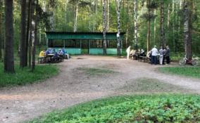 Петербургский парк "Сосновка" приведут в порядок уже к следующему лету