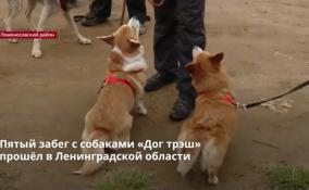 Пятый забег с собаками «Дог трэш»
прошёл в Ленобласти
