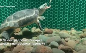 Сотрудники Ленинградского зоопарка опубликовали
кадры аппетитной трапезы черепахи