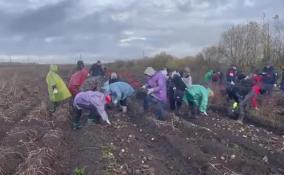 В Ленинградской области продолжается уборка картофеля