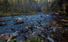 Губернатор Ленобласти показал красоты экотропы «Долина реки Рагуши» в Бокситогорском районе
