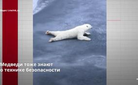 В
соцсетях появилось забавное видео, как медведь передвигается по тонкому льду