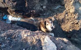 Спасатели Ленобласти вызволили застрявшую на теплотрассе собаку в Кировске