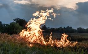 Ленобласть вошла в ТОП-5 регионов России по скорости тушения лесных пожаров